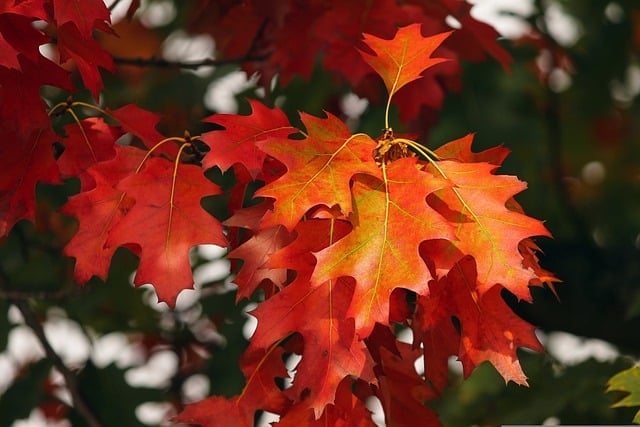 fall garden cleanup