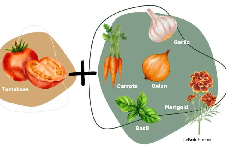 tomato companion plants