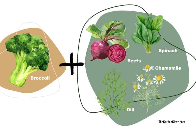 broccoli companion plants