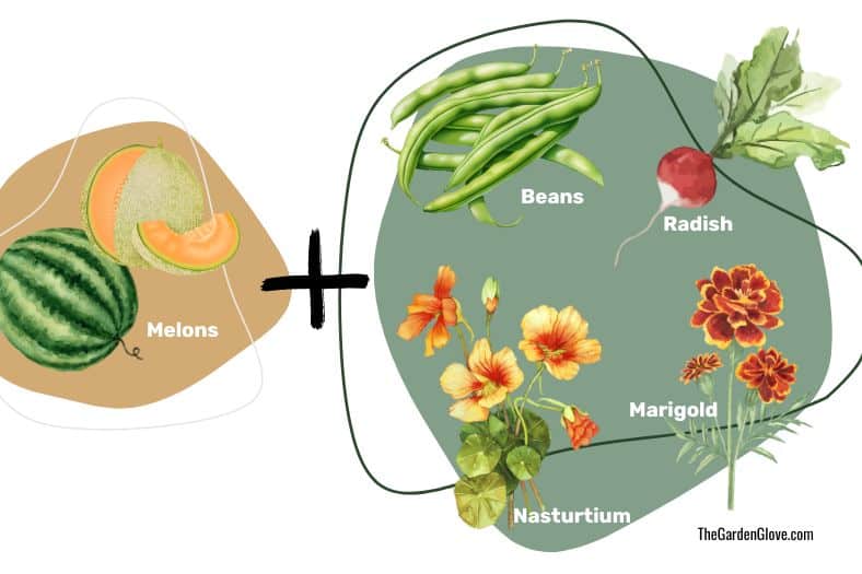 companion plants for melons