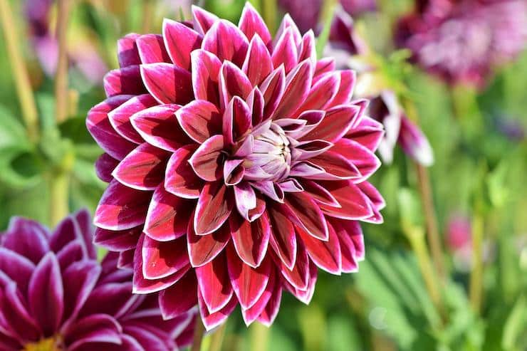 magenta colored dahlia in bloom