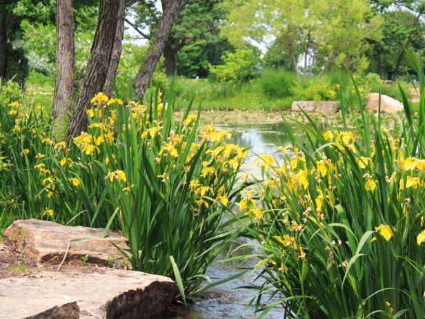 yellow irises growing in wet soil