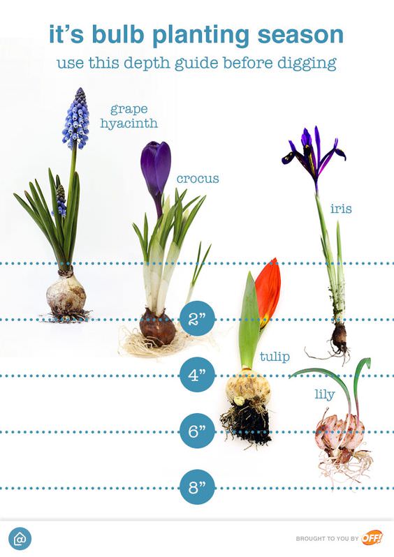 bulb planting depth chart