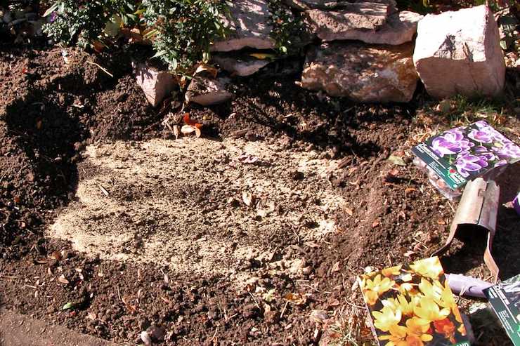 fertilizing bulbs with bone meal