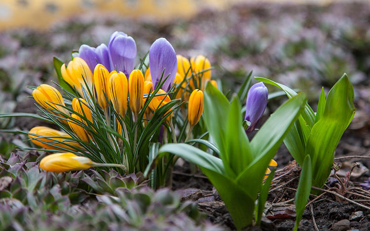 spring bulbs -crocus flowers blooming early spring