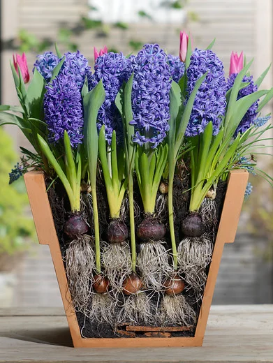 mid spring blooming bulbs - hyacinths