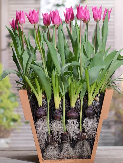 late spring blooming tulip bulbs