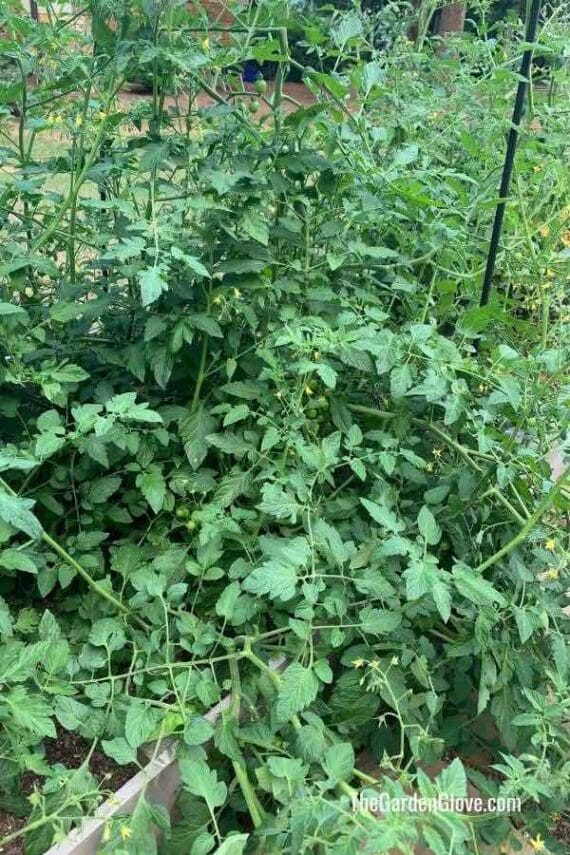 cherry tomato vines growing densely after not getting pruned