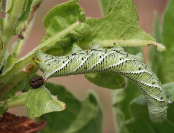 tomato hornworm, a large, green caterpillar, on a tomato vine