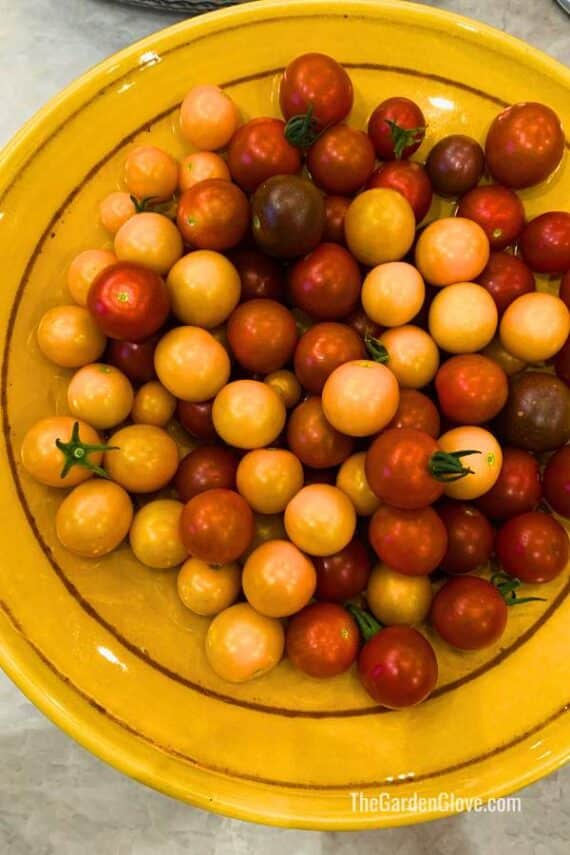 yellow bowl full of fresh cherry tomatoes