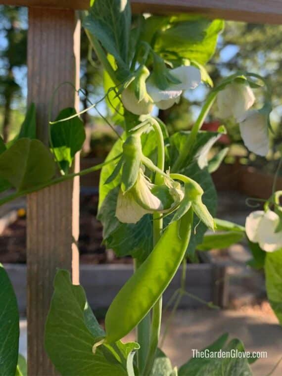 snow pea growing on a trellis