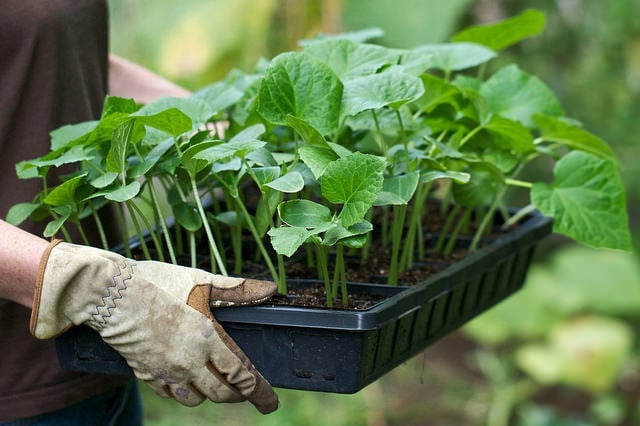 When Should I Plant What? Seed Starting Calendars