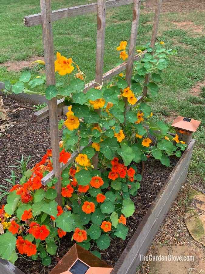 nasturtium growing on a trellis in the garden