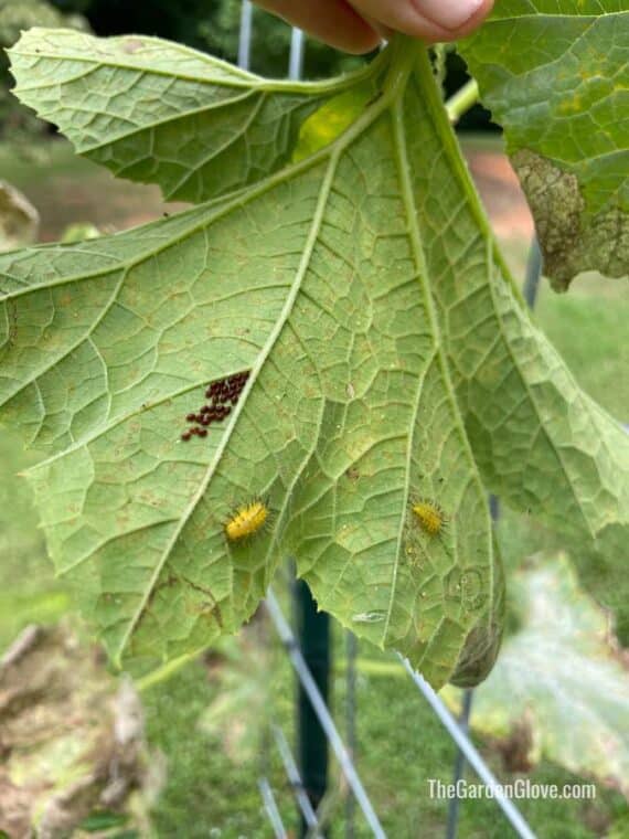 squash bug larvae and eggs on a squash leaf