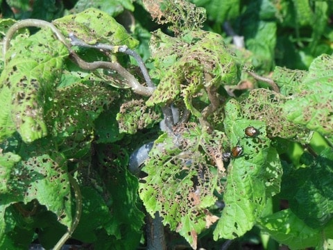 skeletonized leaves from Japanese beetle damage