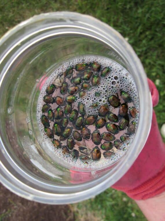 Japanese beetles in soapy water