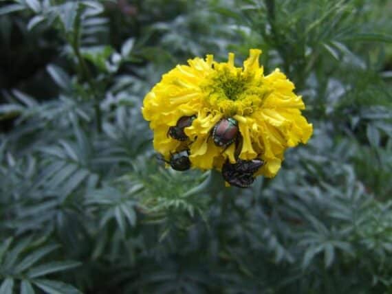 japanses beetles eating a marigold