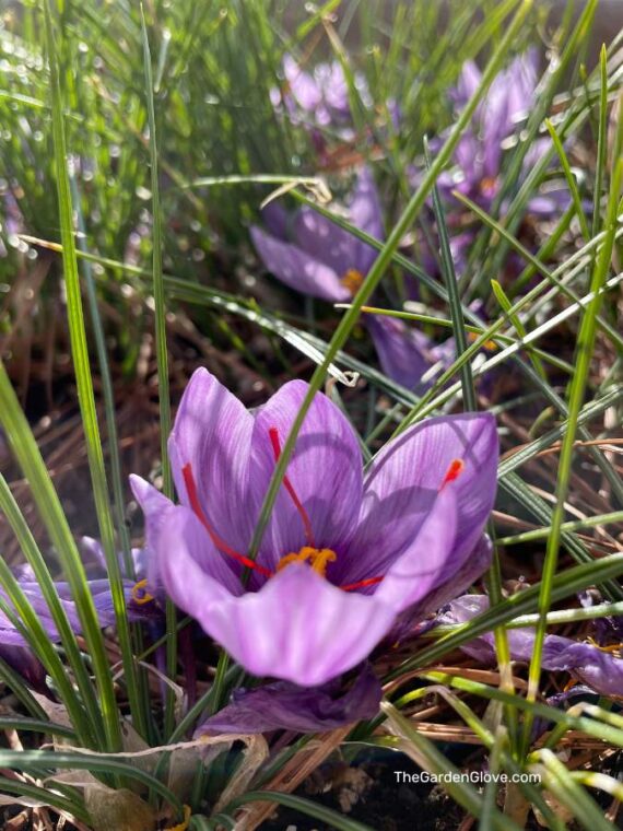 close up of saffron flower growing amongst other saffron crocus plants