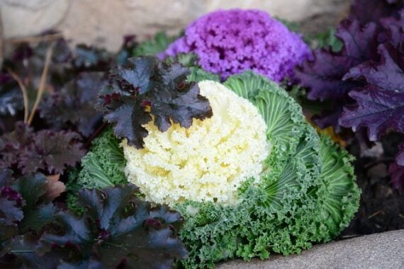 ornamental kale and cabbage in winter planters