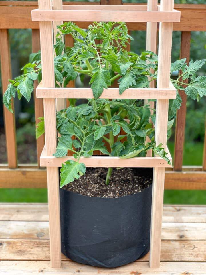 wooden tomato cage around a small potted tomato plant