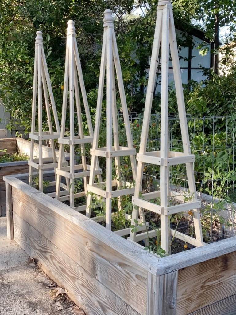 wooden tomato tower or teepees in a raised bed garden