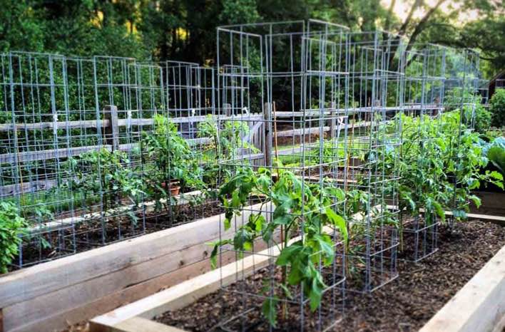 raised bed garden with small tomato plants, each with their own tomato cage