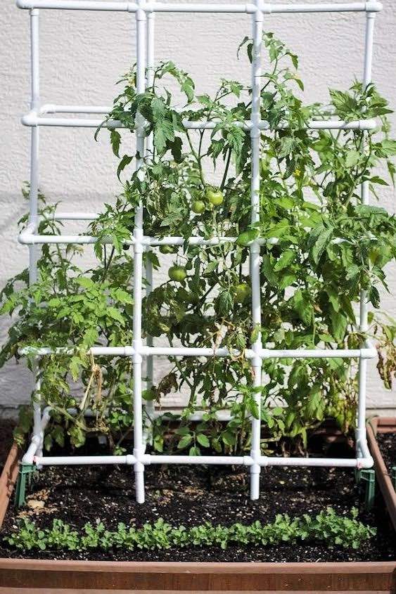 tomato cage made of PVC pieces