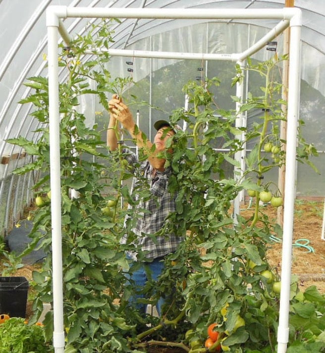 tall pvc tomato trellis