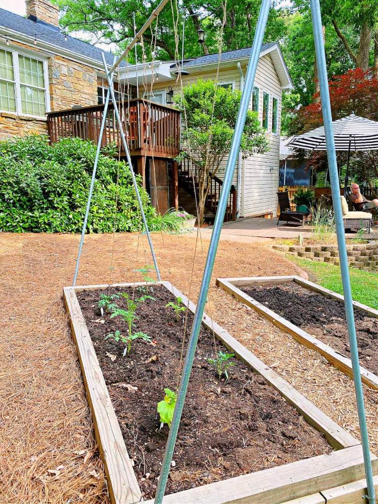 tall trellis frame made of metal pipes with garden twine hanging down for tomatoes