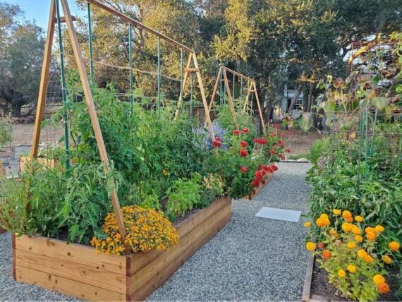 tomato plants and other kitchen garden plants growing in a raised bed garden