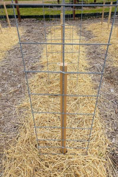 diy tomato trellis made with cattle panel