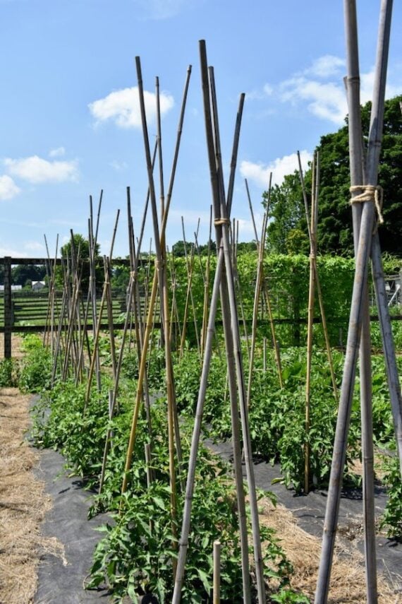 bamboo tomato stakes set up in teepee shapes with small tomato plants in ground below