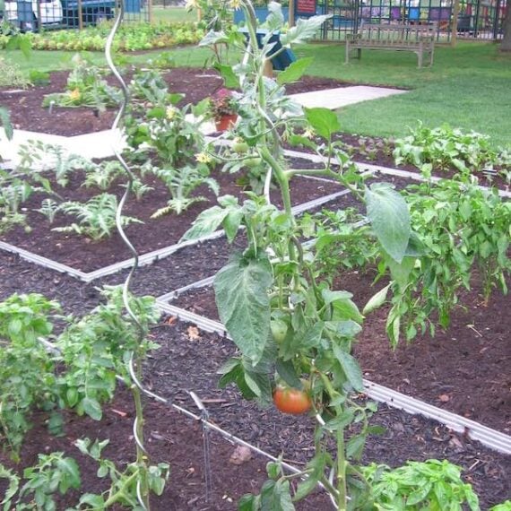 spiral tomato stake with tomato plant growing up it