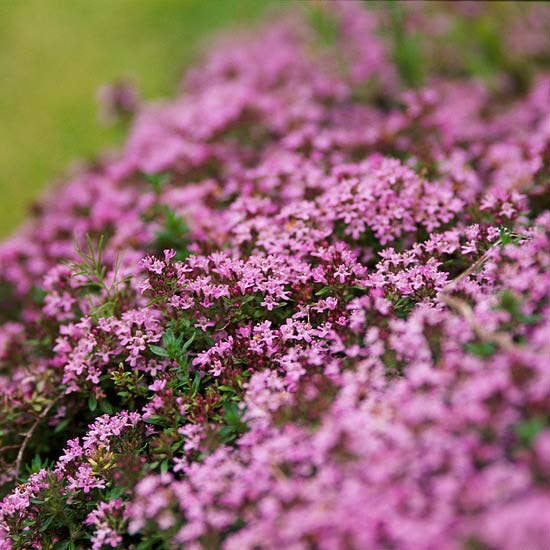 Great Groundcovers