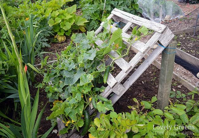 DIY vertical garden trellis made with an old pallet