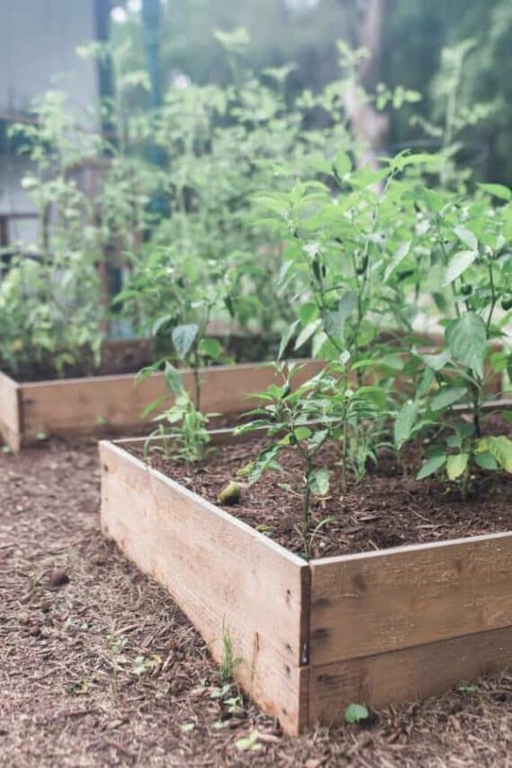 basic, low raised garden beds with vegetables growng in them