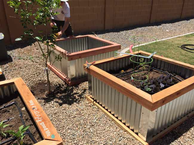 corrugated metal garden beds with wooden borders