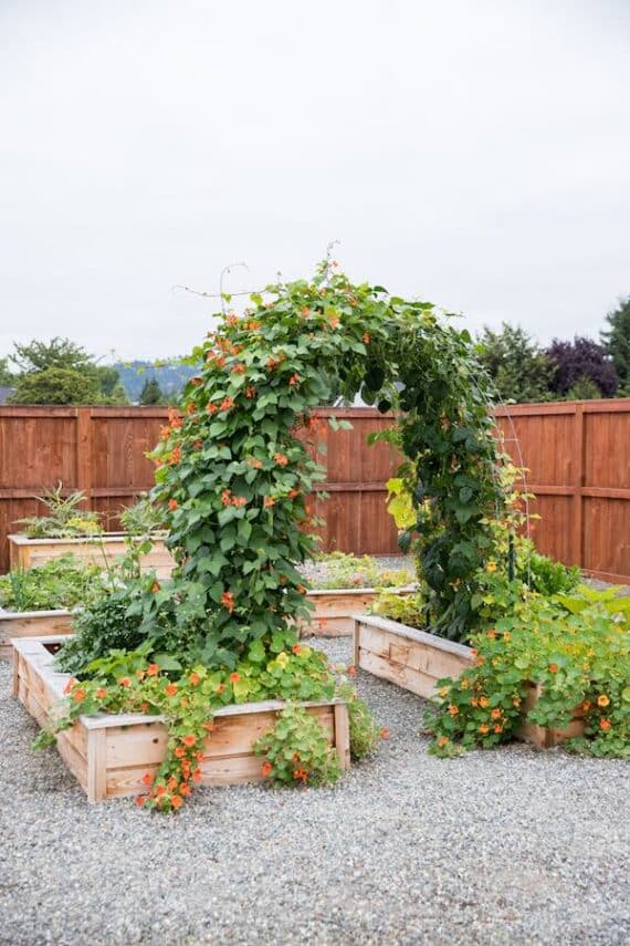 raised garden beds with an arch covered in a blooming vine