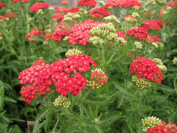 yarrow - easy to grow flowers