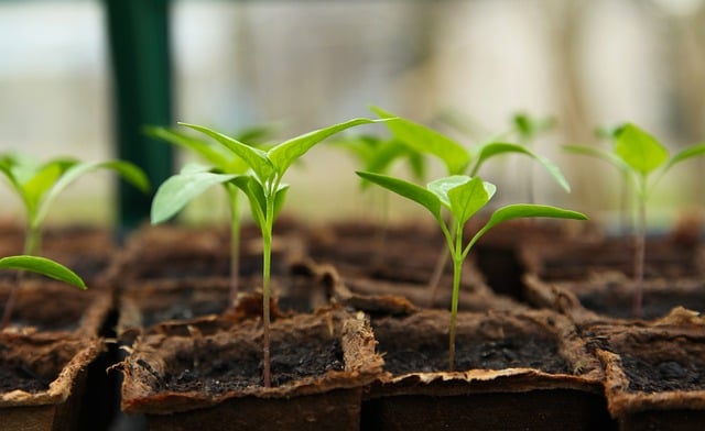 small seedlings in seed tray