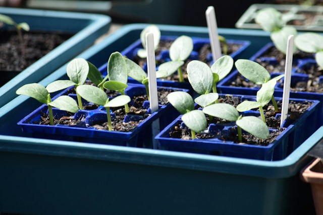 cucumber seedlings in seed starting trays