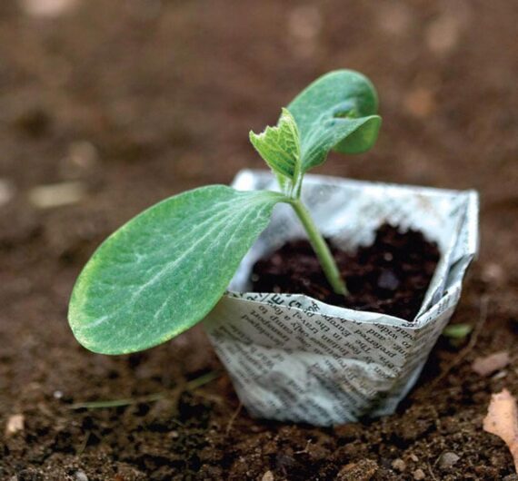 Growing Seeds Indoors is Easy!