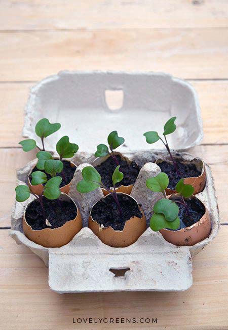 Growing Seeds Indoors is Easy!