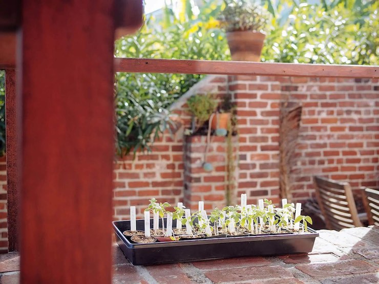 seed tray with seedlings placed outside on a patio for a period of hardening off