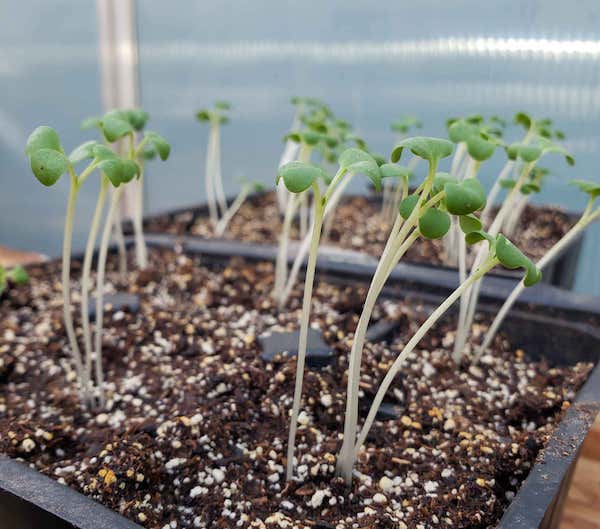 example of leggy seedlings started indoors