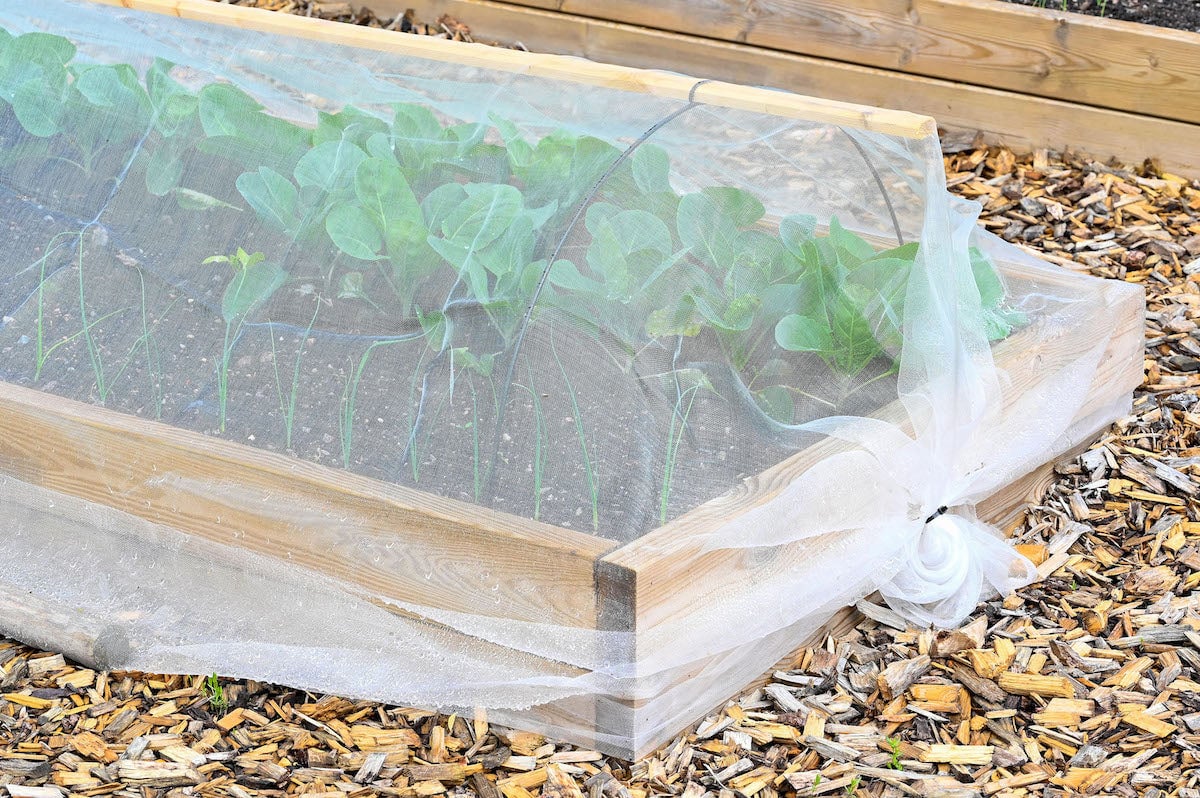 low row cover protecting broccoli plants in a small raised bed