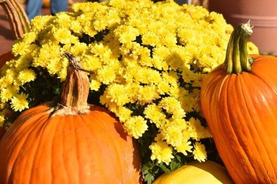 yellow mums plant with two pumpkins leaning against it