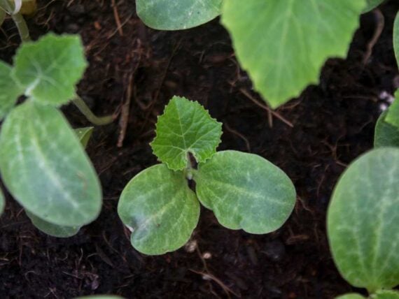 pumpkin seedlings