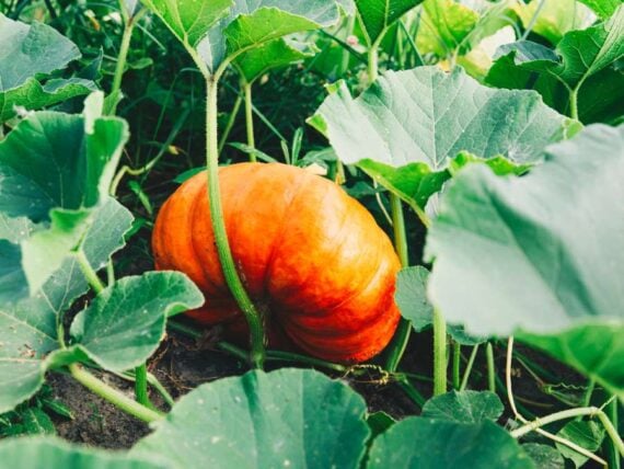 small pumpkin growing on vine