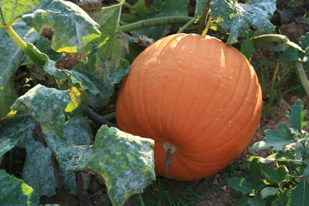 How To Harvest Vegetables For The Best Flavor!